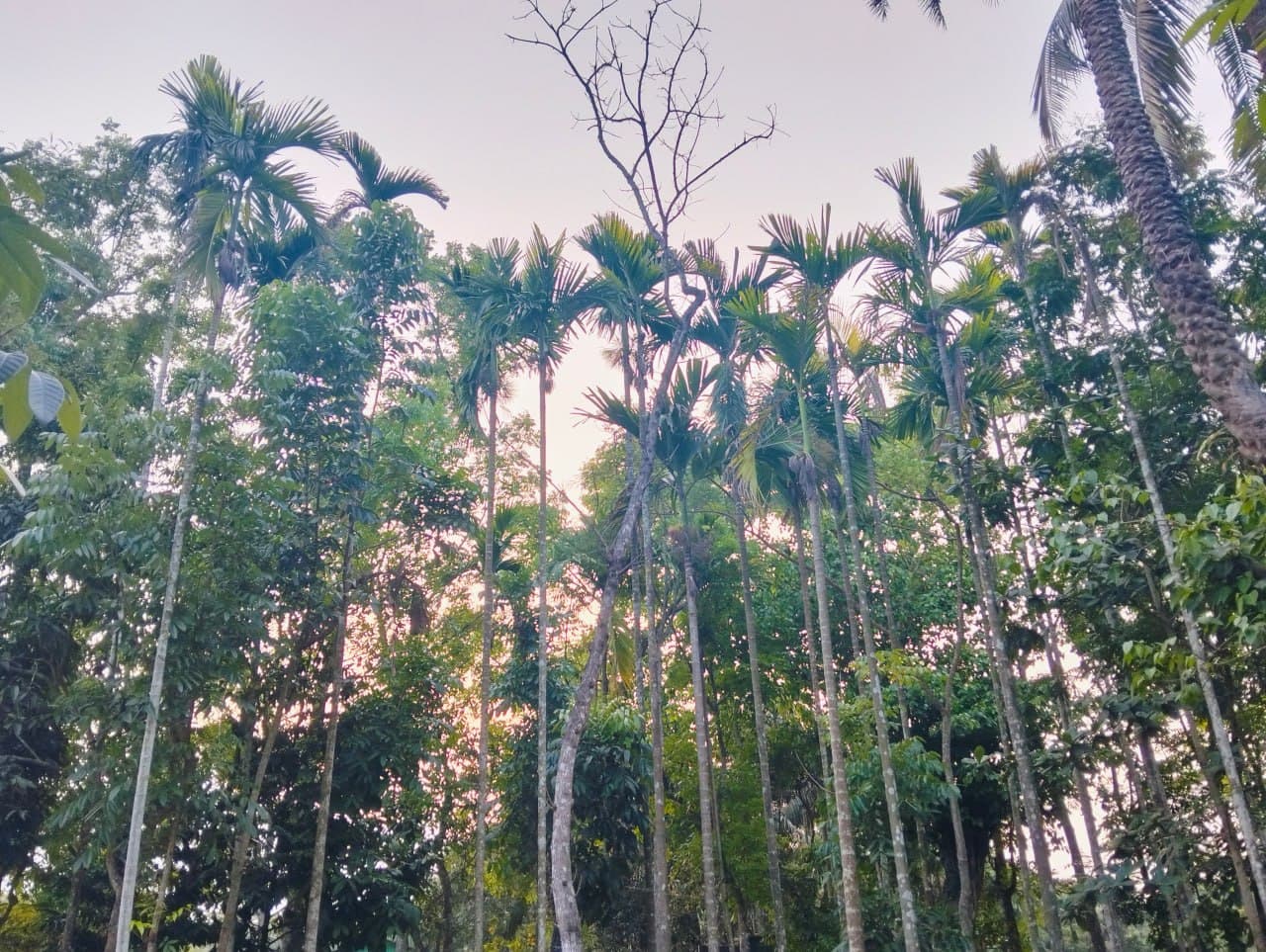 Exploring the Archaea Palm Trees in Barishal